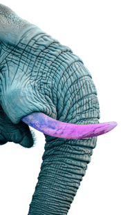 Elephant_Left